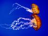 [Daily Photos CD03] Sea Nettles, Jellifishes