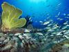 [Daily Photos CD03] Tropical Fish School, Sugar Wreck, Bahamas