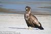 흰꼬리수리 Haliaeetus albicilla (White-tailed Sea Eagle)