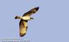 물수리 Pandion haliaetus (Osprey)