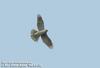 참매 Accipiter gentilis (Northern Goshawk)