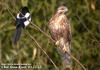 말똥가리 Buteo hemilasius (Common Buzzard)