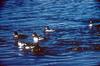 Common Goldeneyes (Bucephala clangula)