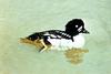 Common Goldeneye (Bucephala clangula)