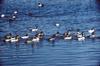 Common Goldeneyes (Bucephala clangula)