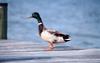 Mallard drake (Anas platyrhynchos)