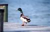 Mallard drake (Anas platyrhynchos)