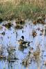 Mallard pair (Anas platyrhynchos)