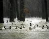 Mallard flock (Anas platyrhynchos)