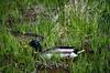 Mallard drake (Anas platyrhynchos)