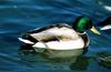 Mallard drake (Anas platyrhynchos)