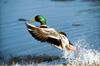 Mallard drake taking off (Anas platyrhynchos)