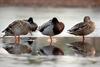 Mallard ducks (Anas platyrhynchos)