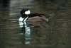 Hooded Merganser (Lophodytes cucullatus)