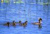 Hooded Merganser hen & ducklings (Lophodytes cucullatus)