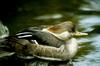 Hooded Merganser hen (Lophodytes cucullatus)