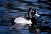 Ring-necked Duck (Aythya collaris)