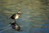 Ring-necked Duck (Aythya collaris)