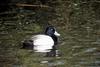 Greater Scaup (Aythya marila)