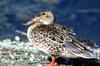 Northern Shoveler hen (Anas clypeata)