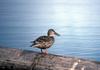 Northern Shoveler hen (Anas clypeata)