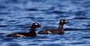 White-winged Scoter (Melanitta fusca)