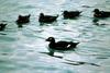 White-winged Scoter (Melanitta fusca)