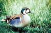 Baikal Teal (Anas formosa)