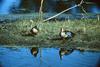 Blue-winged Teals (Anas discors)