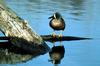 Blue-winged Teal male (Anas discors)