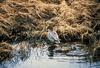 Green-winged Teals (Anas crecca carolinensis)