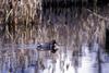 Green-winged Teal (Anas crecca carolinensis)