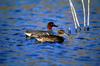 Green-winged Teals (Anas crecca carolinensis)