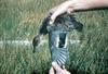 Green-winged Teal (Anas crecca carolinensis)