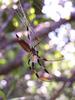 (Spider)-Florida Everglades