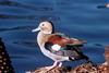 Ringed Teal (Callonetta leucophrys)