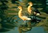 Fulvous Whistling-duck pair (Dendrocygna bicolor)