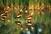 Whistling-duck flock (Dendrocygna sp.)