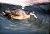 Hawaiian Duck, Koloa (Anas wyvilliana)
