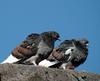 Columba livia var. domestica (Domestic Pigeon)