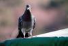 집비둘기 Columba livia var. domestica (Domestic Pigeon)