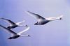 Mute Swan trio in flight (Cygnus olor)