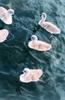 Mute Swan cygnets (Cygnus olor)