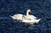 Mute Swans (Cygnus olor)