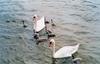 Mute Swan pair & cygnets (Cygnus olor)