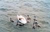 Mute Swan & cygnets (Cygnus olor)