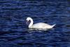 Mute Swan (Cygnus olor)