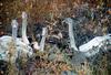 Trumpeter Swan cygnets (Cygnus buccinator)