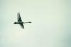 Trumpeter Swan in flight (Cygnus buccinator)