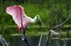 Roseate Spoonbill (Ajaia ajaja)